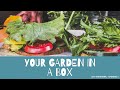 Organic Kitchen Garden Part 1