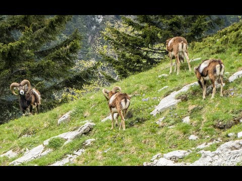 La Grande Sure , en boucle , par les 3 fontaines et le Pas de la Miséricorde . 1920m - Chartreuse
