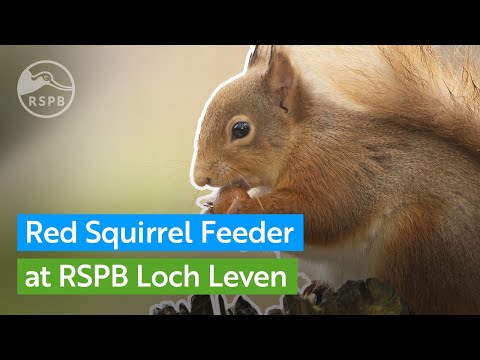 Live Red Squirrel feeder | RSPB Scotland Loch Leven