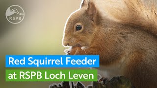 Red Squirrel feeder | RSPB Scotland Loch Leven live webcam