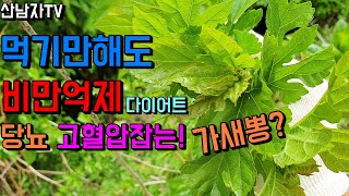 비만 성인병 다이어트효과 당뇨 고혈압 혈관 변비 중풍 치매예방 뽕잎나물 뽕잎차효능 산뽕나무 가새뽕나무 산남자…