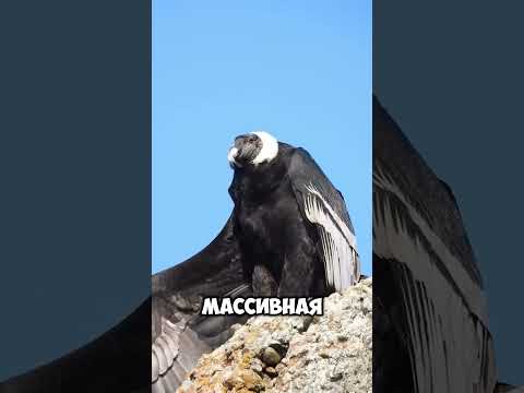 Пернатые гиганты: ТОП самых огромных летающих птиц на планете #птицы#природа#факты#животные#биология