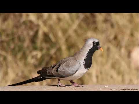 Namaqua dove male calling Karoo