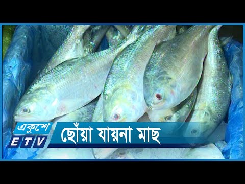 হাত দেয়া যায়না মাছে, ঊর্ধ্বমুখী কাঁচা মরিচ, টমেটো আলু ও চিনি | ETV News