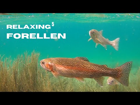 Relaxing⁵ Ep. 12 - The trout of the Olympic rowing regatta