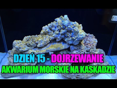 (22) MyReef 50 - 14 dzień - Start i dojrzewanie na suchej skale - Akwarium morskie na kaskadzie