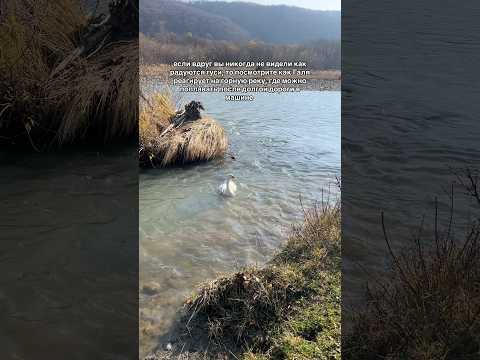 так выглядит гусиное счастье 💘