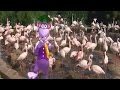Baby Flamingos Song Learn Animals Songs From Baby Genius