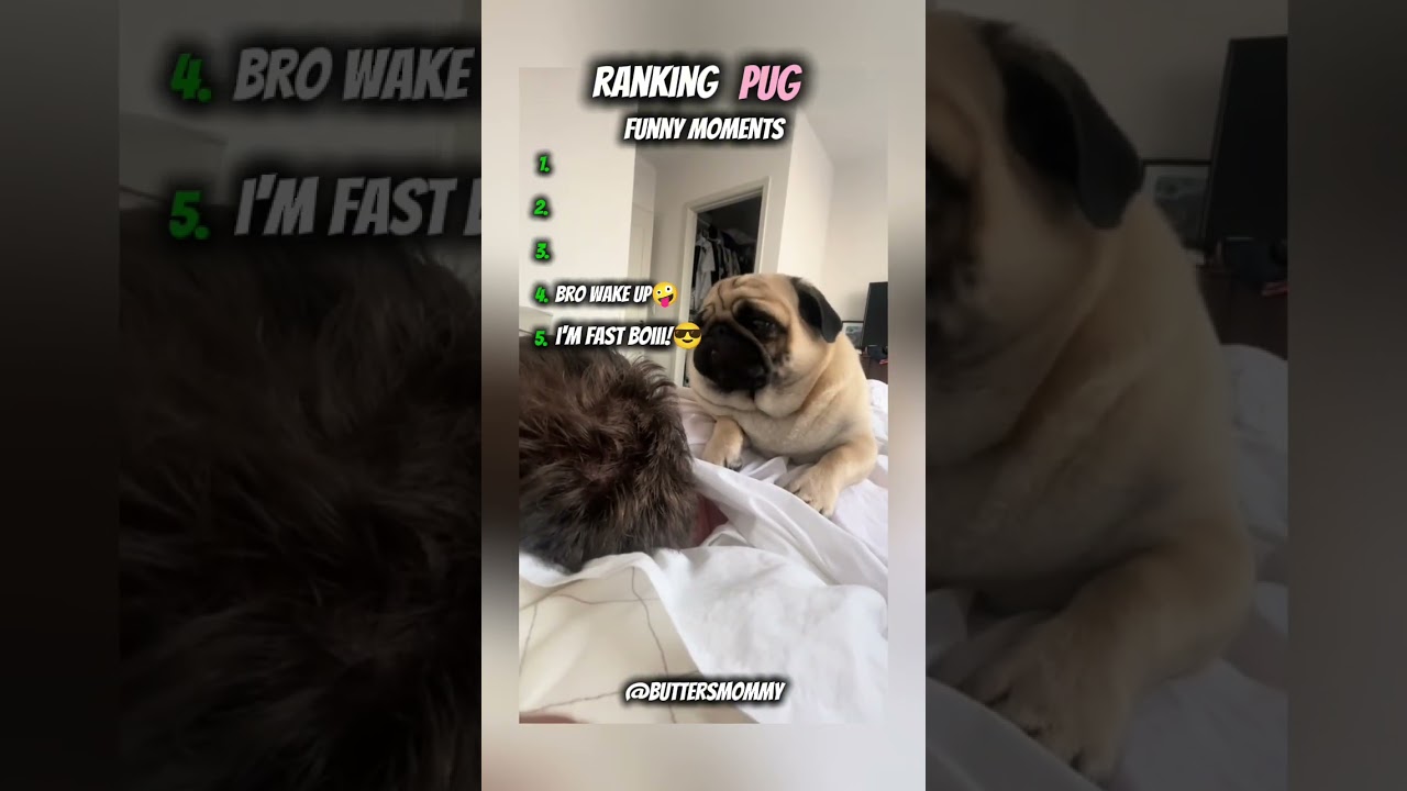 Top 5 Pug Funny Moments😍🤣 #funny #pug #shorts