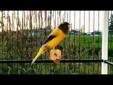 The Best Canary Bird Sounds! Belgian Canary's Training Song