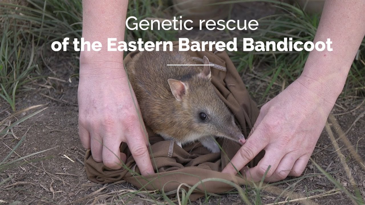 Genetic rescue for the conservation of the Eastern barred bandicoot