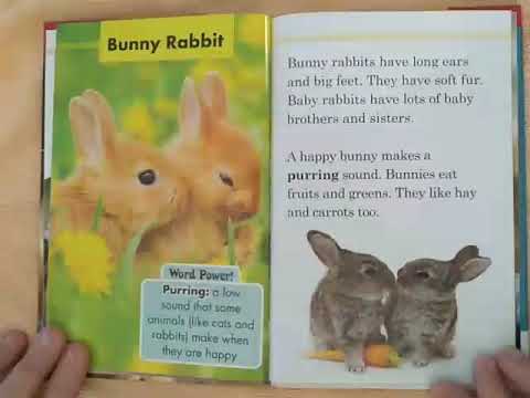 Bunny Rabbit - Baby Animals