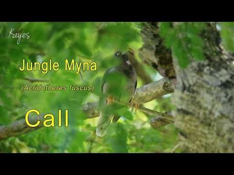 Majna džungľová (Acridotheres fuscus) — starostlivosť, voliéra a kŕmenie