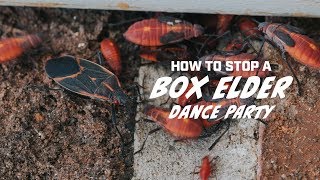 How to Stop a Box Elder Bug Dance Party