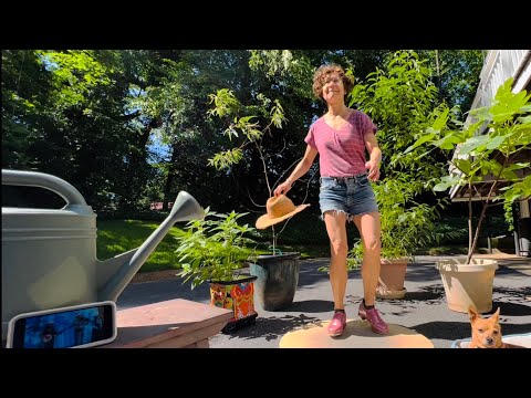 Thai Bluegrass Buckdance - Miss Moonshine & "Thorn Banjo" - but Sleepy Dog gets Old Mom to Stop