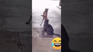 Download lagu #anjing lucu dancing dan menari😺anjing viral#vidioshort mp3 Download lagu #anjing lucu dancing dan menari😺anjing viral#vidioshort mp3