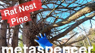 Rat Nest Pine, Solo Tree Removal