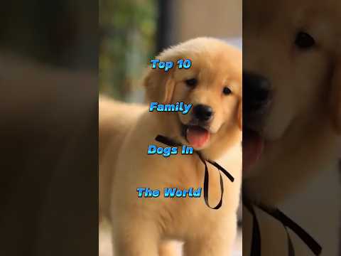 Top 10 Family Dogs In The World ll #shorts