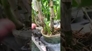 Download lagu How to care for orchids after flowering.. #orchidlovers #moonorchids #orchids #tipsandtricks mp3