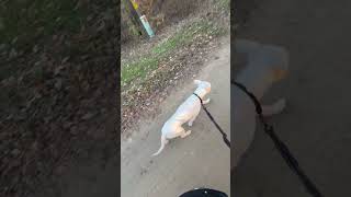 Video preview image #1 American Pit Bull Terrier-Staffordshire Bull Terrier Mix Puppy For Sale in Princeton, MN, USA
