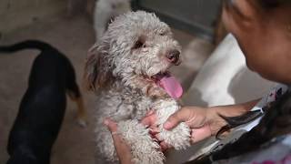 Latest international rescue saves 38 dogs from Mexico