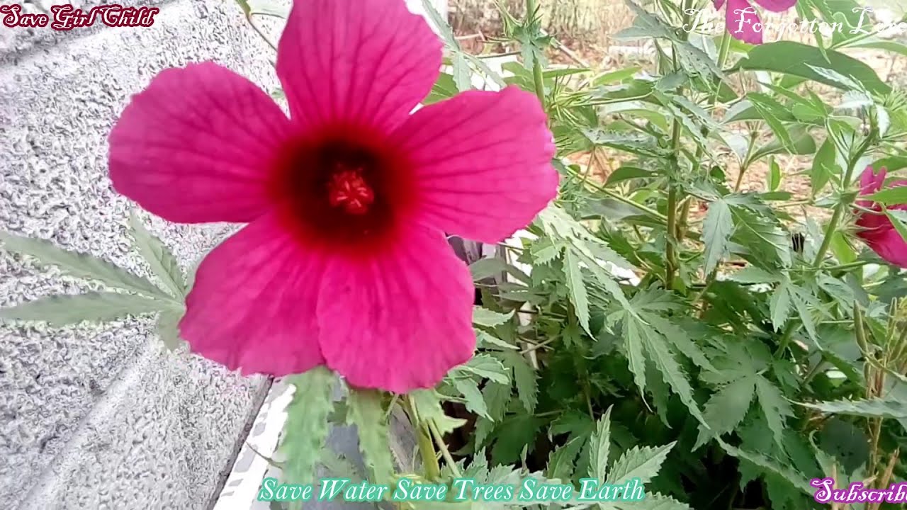 Hibiscus cannabinus / Kenaf / Gongura / Pulicha keerai - Health Benefits and Aphrodisiac Seeds - YouTube