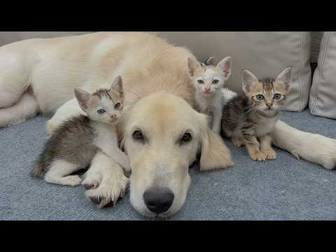YouTube 썸네일