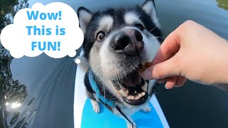 Tips To Help Your Dog LOVE Paddleboarding