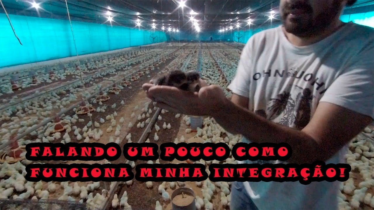 Como funciona meu sistema de integração!Como eu vendo os Frangos