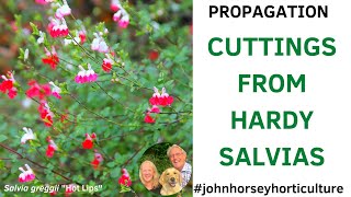 MAXIMIZE SALVIA GROWTH: PERFECT PLANT CUTTINGS GUIDE FOR AUTUMN
