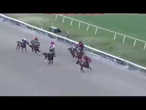 Copa Invitacional 2019. Serie Hípica del Caribe. . .