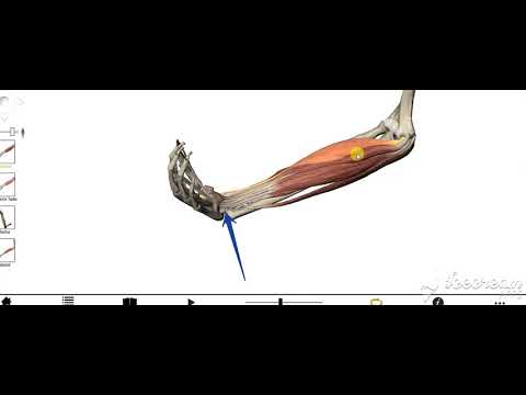 Flexor carpi radialis 2