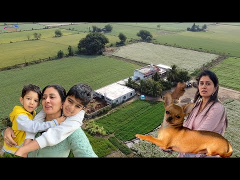 Pure khet me white flowers dhaniya ki beauty 