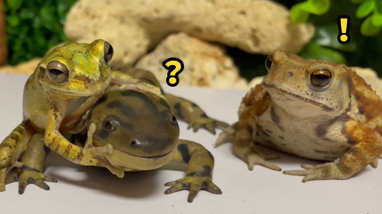 Crazy Boy🐸✨ Frog & Toad & Salamander