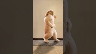 【 Higgsfield】　モーションコントロールで我が家のうさぎを踊らせてみた A rabbit performs a dance cover of “Beat It Up”　#shorts