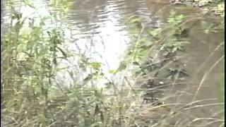 preview picture of video 'Piney Run, Galmish, WV, Martin property, early 1990's'