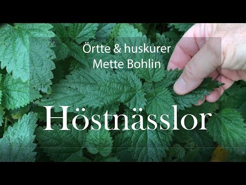 Höstnässlor