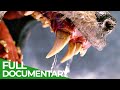 Teeth & Claws | Animal Armory | Episode 1 | Free Documentary Nature
