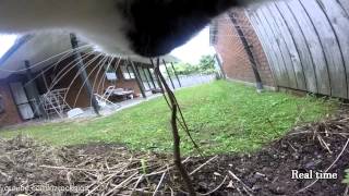 Cat takes GoPro for a walk 30mins of a cat&#39;s life into 9mins