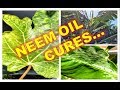 NEEM OIL | Citrus Leaf Curl (Miners), Banana Diseases, Fig Mosaic  +  Cool Oily Plants w/ IV Organic
