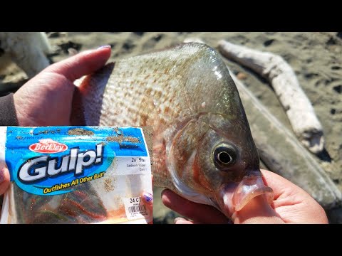 The BEST Artificial Lure to Catch a BUNCH of Surf Perch