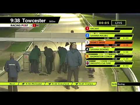 Carreras de Galgos - Towcester 2021