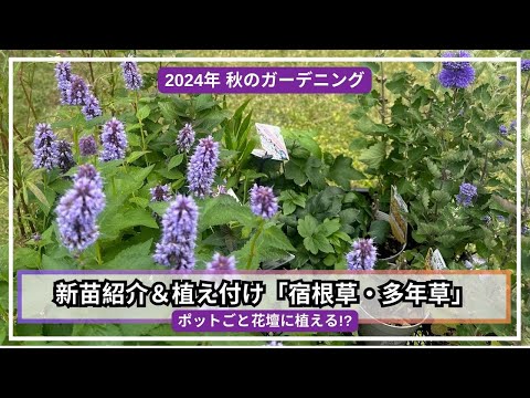 庭やテラスにぴったりの素朴で親しみやすいつる性植物 6 選  庭園
