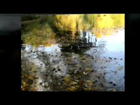 Wim Mertens - The Fosse