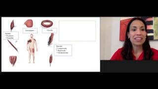 Arrangement of Fascicles in Muscles