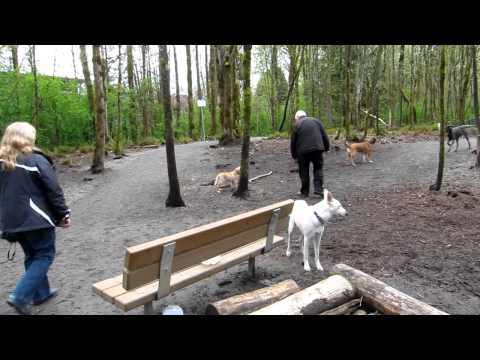 PoCo Dog Run - Jenny & Jina #2