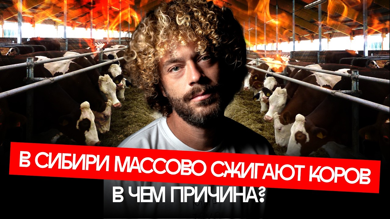 Забой скота начался в Сибири — фермеры бунтуют, цены растут | Животные, чинов