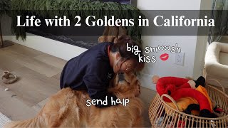 Realistic days of my life with 2 goldens | stay at home dog mom, Christmas Decor, Dog mukbang ASMR