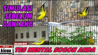 Download lagu SIMULASI LOMBA SOGON‼️TERAPI SOGON TROTOL AGAR CEPAT GACOR mp3