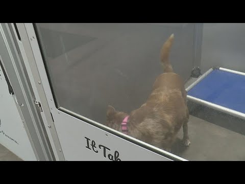 Muscatine pizza delivery driver raising money for animal shelter inspires community to help out